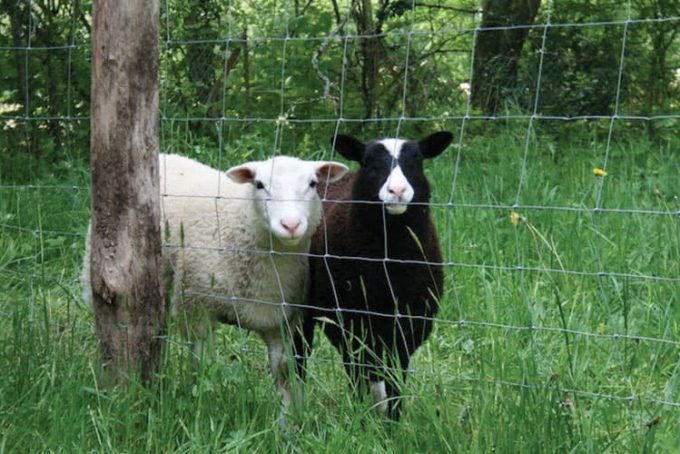 The Aglaé and Sidonie ewes